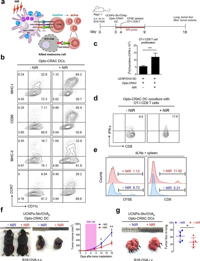 CD8a Antibody in Flow Cytometry (Flow)