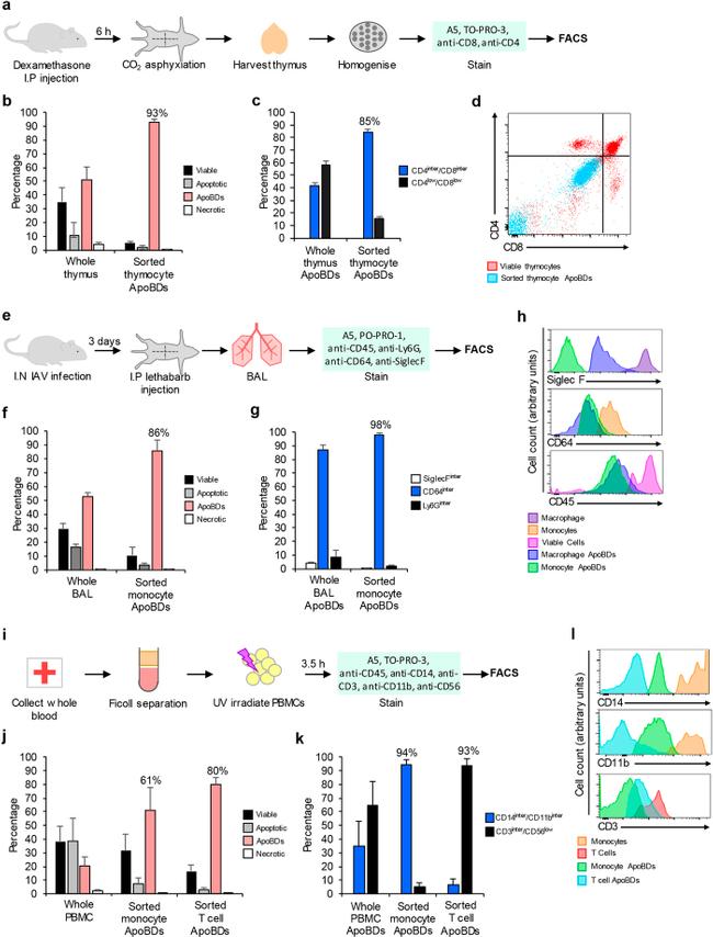 CD3e Antibody in Flow Cytometry (Flow)