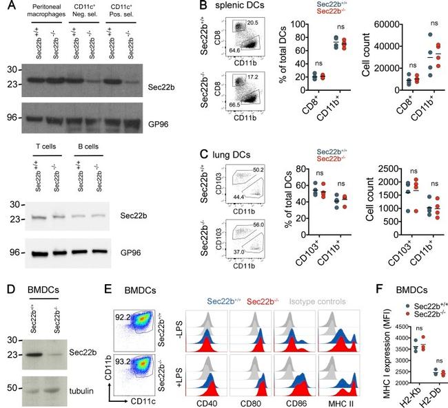 CD8a Antibody in Flow Cytometry (Flow)