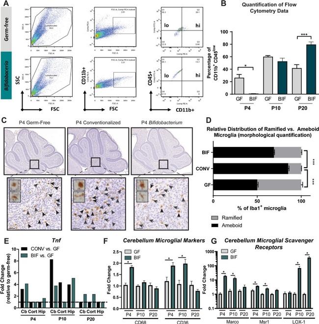 CD11b/c Antibody in Flow Cytometry (Flow)