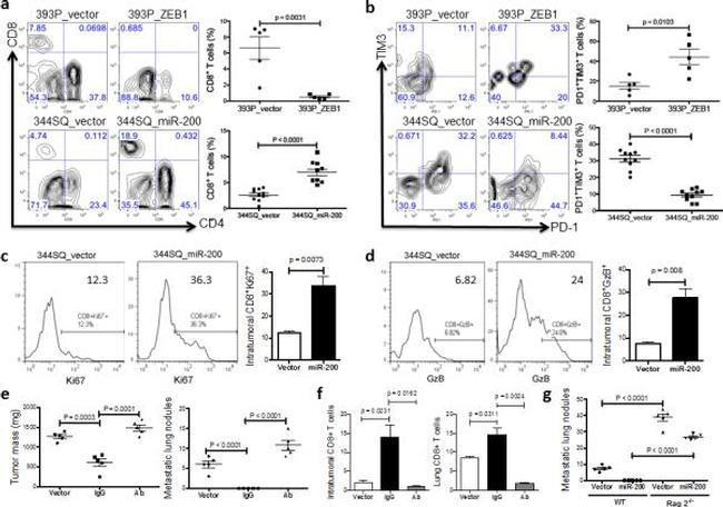 CD8b Antibody in Flow Cytometry (Flow)