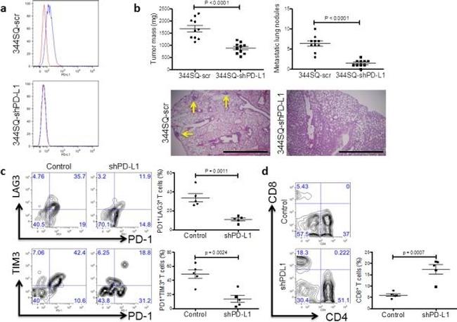 CD8b Antibody in Flow Cytometry (Flow)