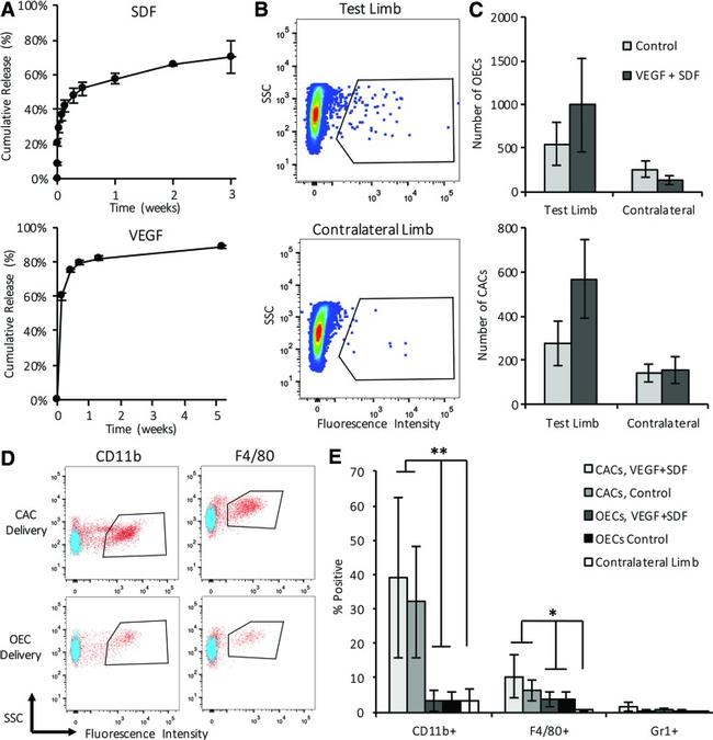 Ly-6G/Ly-6C Antibody in Flow Cytometry (Flow)