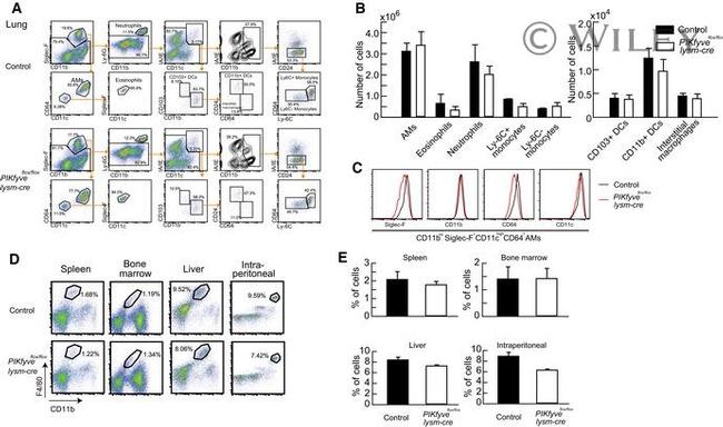 CD103 (Integrin alpha E) Antibody in Flow Cytometry (Flow)