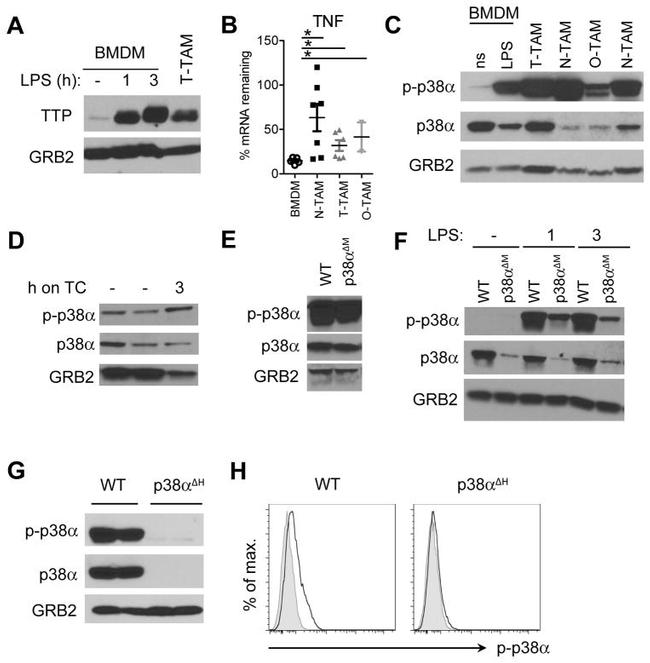 CD11b Antibody in Western Blot (WB)