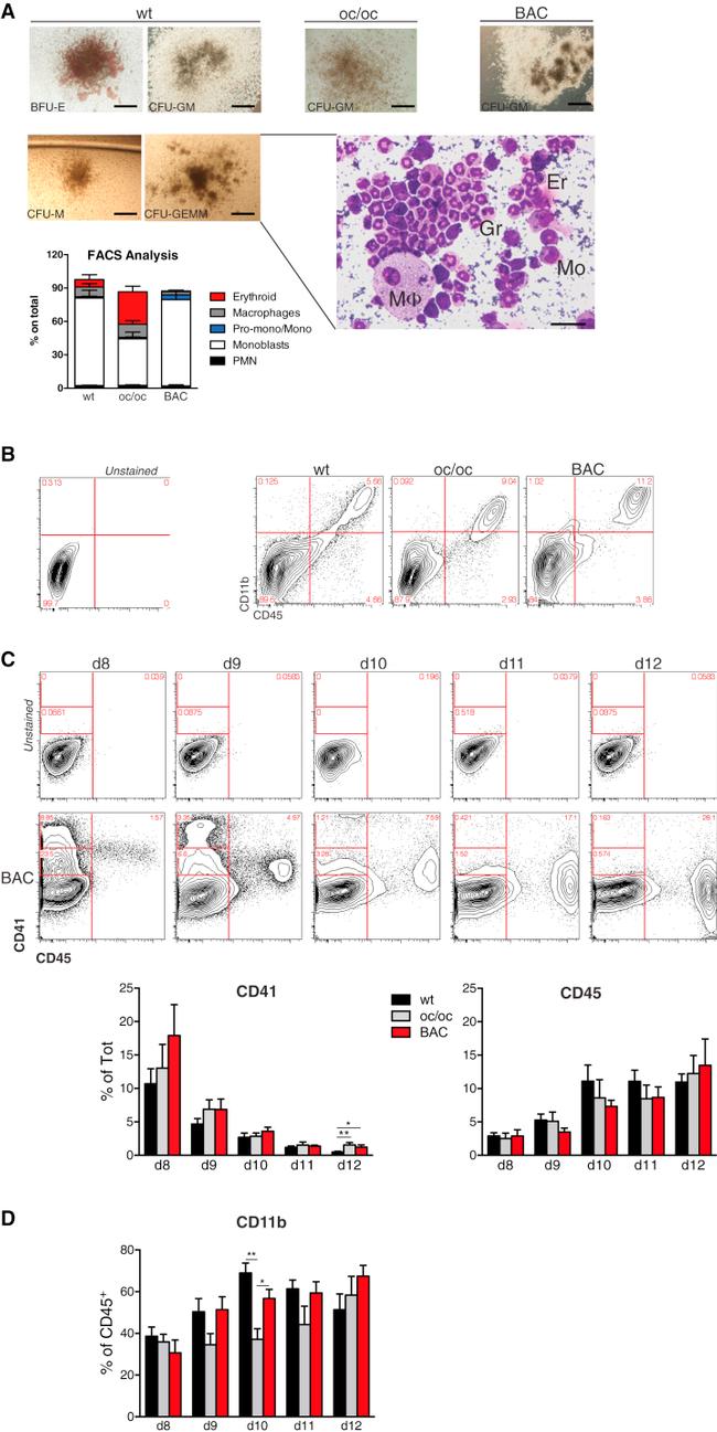 Ly-6G/Ly-6C Antibody in Flow Cytometry (Flow)