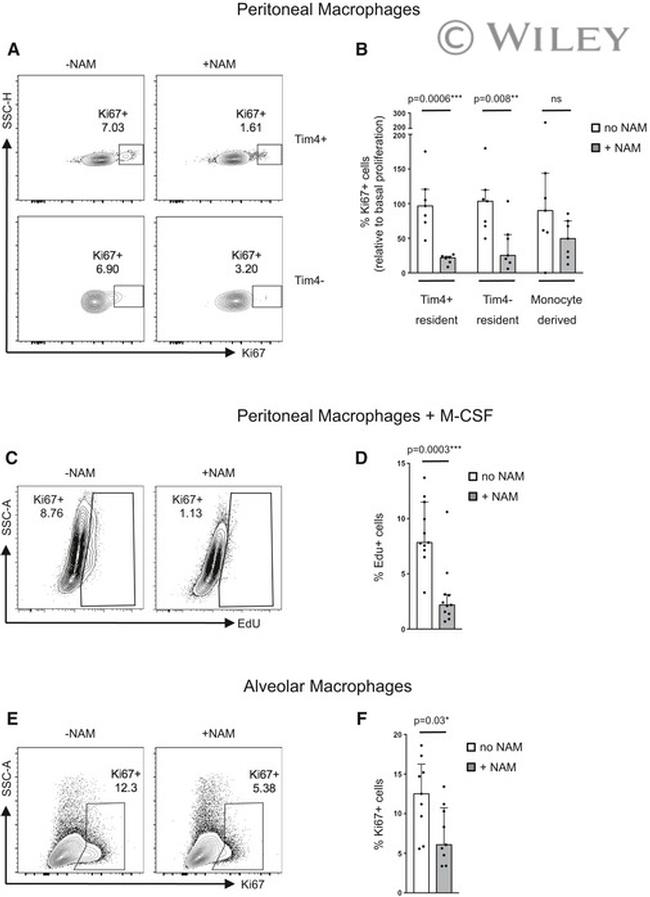 TIM-4 Antibody in Flow Cytometry (Flow)