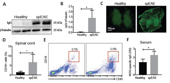 CD19 Antibody in Flow Cytometry (Flow)