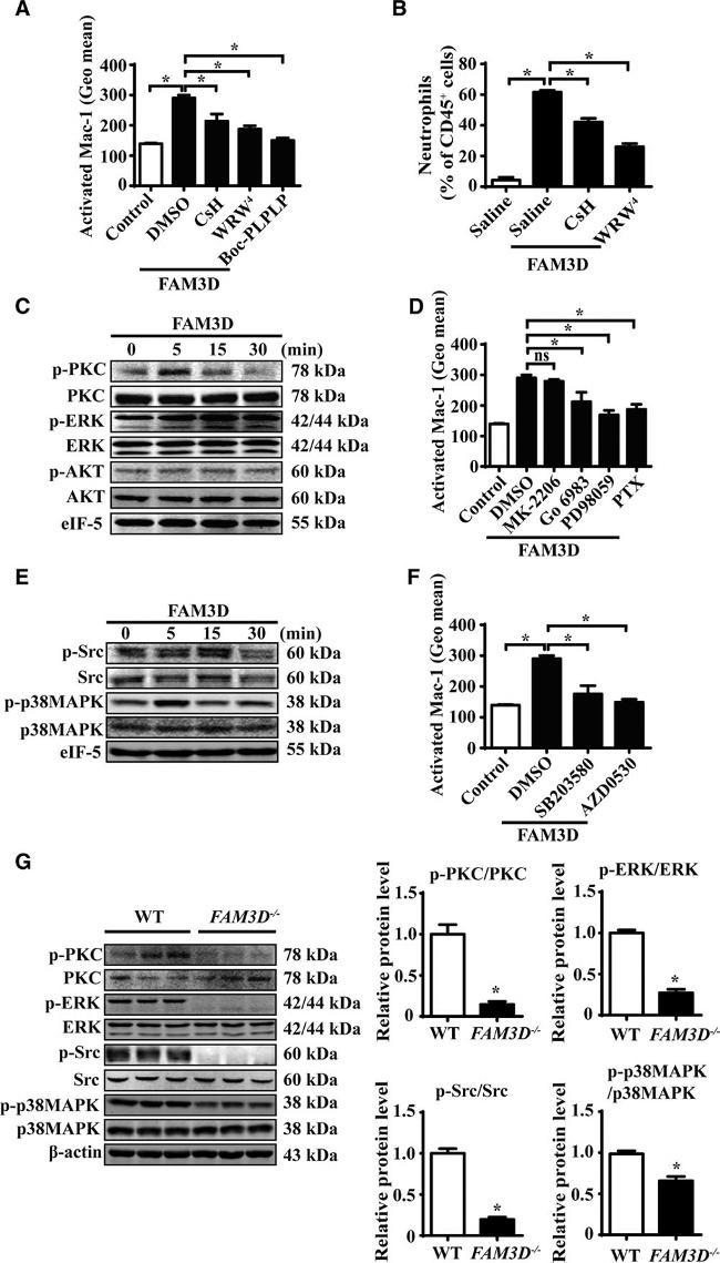 CD11b (activation epitope) Antibody in Flow Cytometry (Flow)