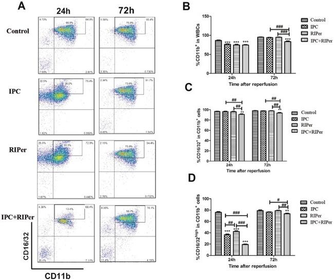 CD11b (activation epitope) Antibody in Flow Cytometry (Flow)