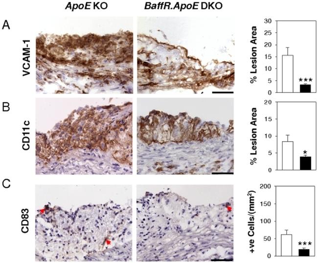 CD11c Antibody in Immunohistochemistry (IHC)