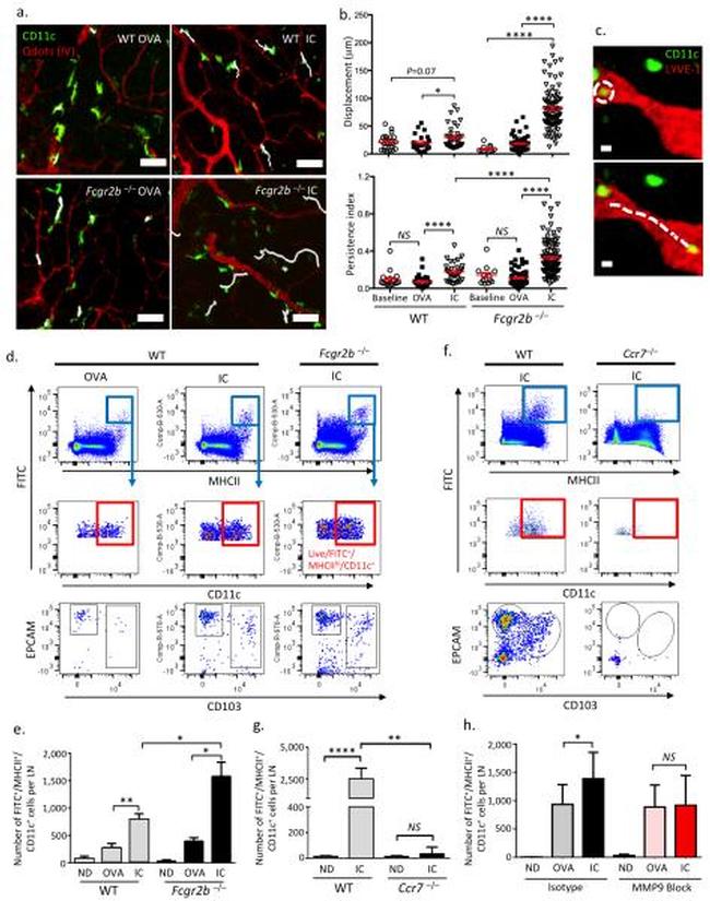 CD103 (Integrin alpha E) Antibody in Flow Cytometry (Flow)