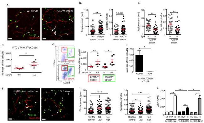 CD103 (Integrin alpha E) Antibody in Flow Cytometry (Flow)