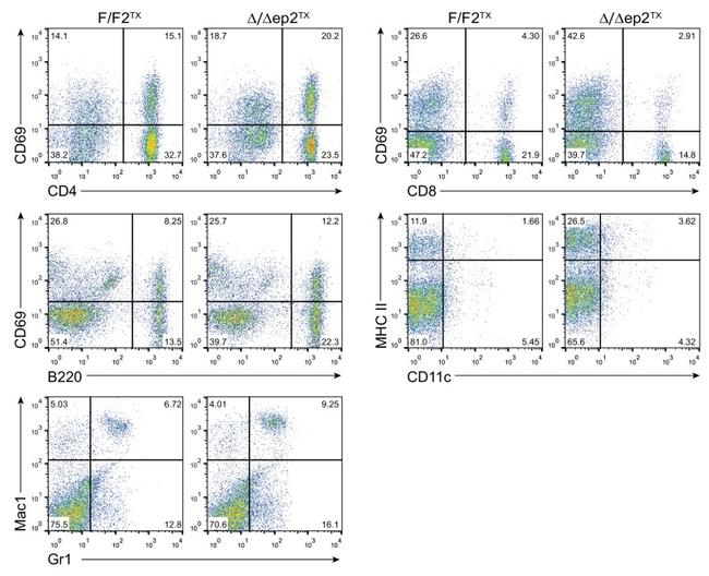 MHC Class II (I-A/I-E) Antibody in Flow Cytometry (Flow)