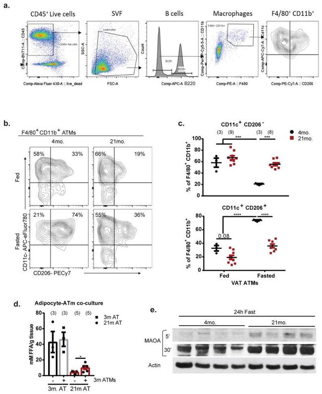 CD11c Antibody in Flow Cytometry (Flow)