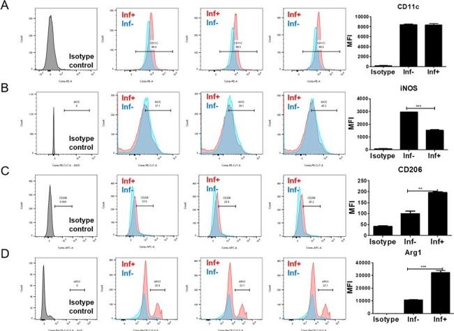 CD11c Antibody in Flow Cytometry (Flow)