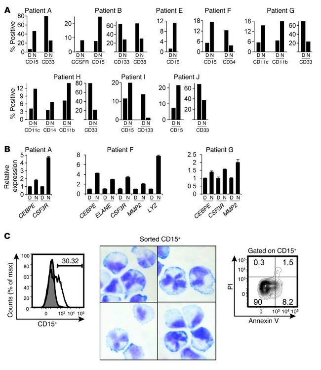 CD38 Antibody in Flow Cytometry (Flow)