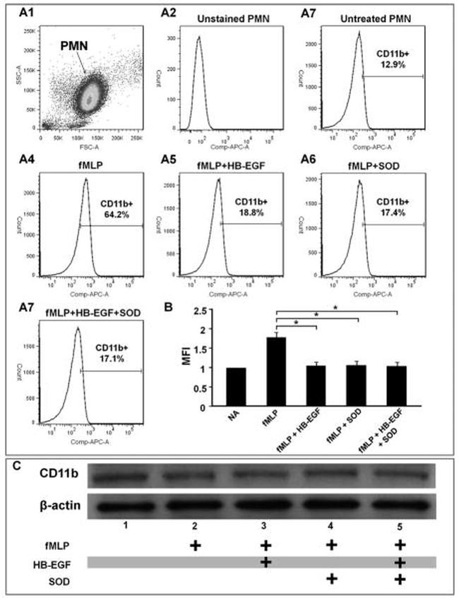 CD11b Antibody in Western Blot, Flow Cytometry (WB, Flow)