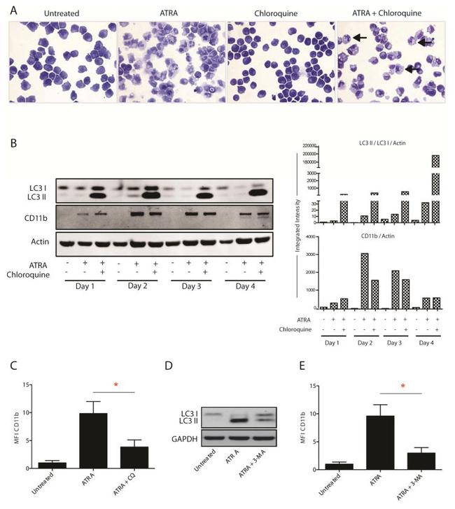 CD11b Antibody in Flow Cytometry (Flow)