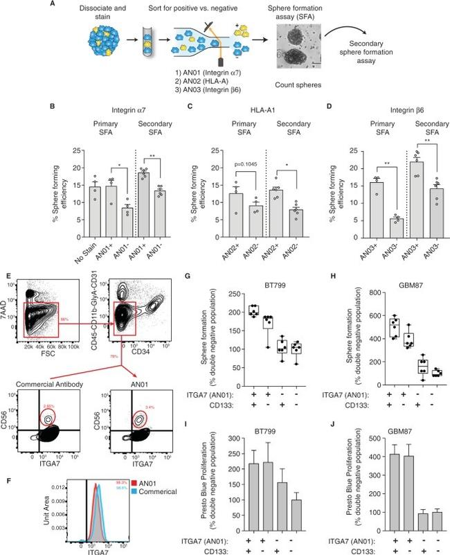 CD11b Antibody in Flow Cytometry (Flow)