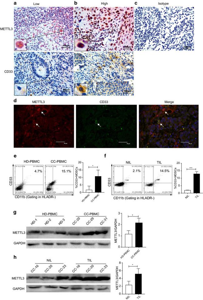 CD33 Antibody in Flow Cytometry (Flow)