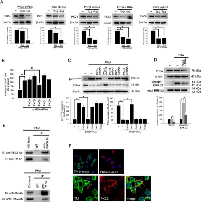 CD14 Antibody in Flow Cytometry (Flow)