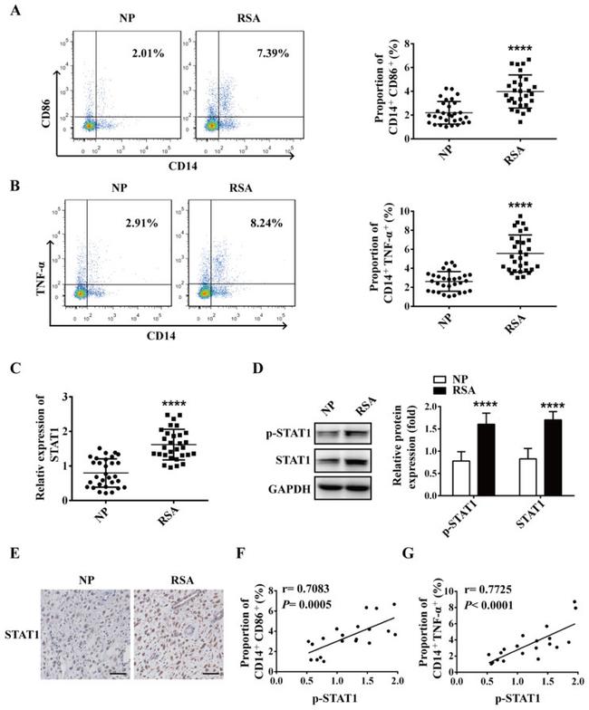 CD14 Antibody in Flow Cytometry (Flow)