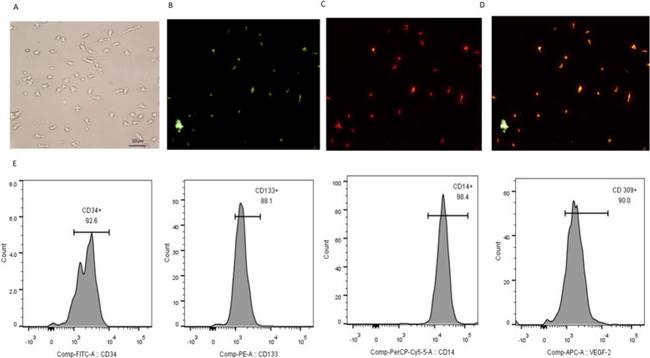 CD14 Antibody in Flow Cytometry (Flow)