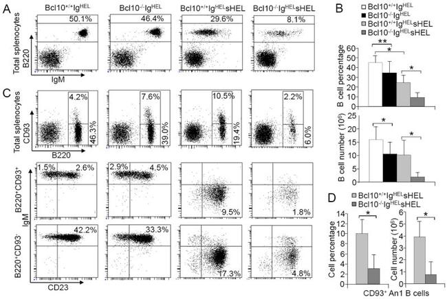 CD93 (AA4.1) Antibody in Flow Cytometry (Flow)