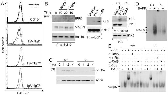 IgM Antibody in Flow Cytometry (Flow)