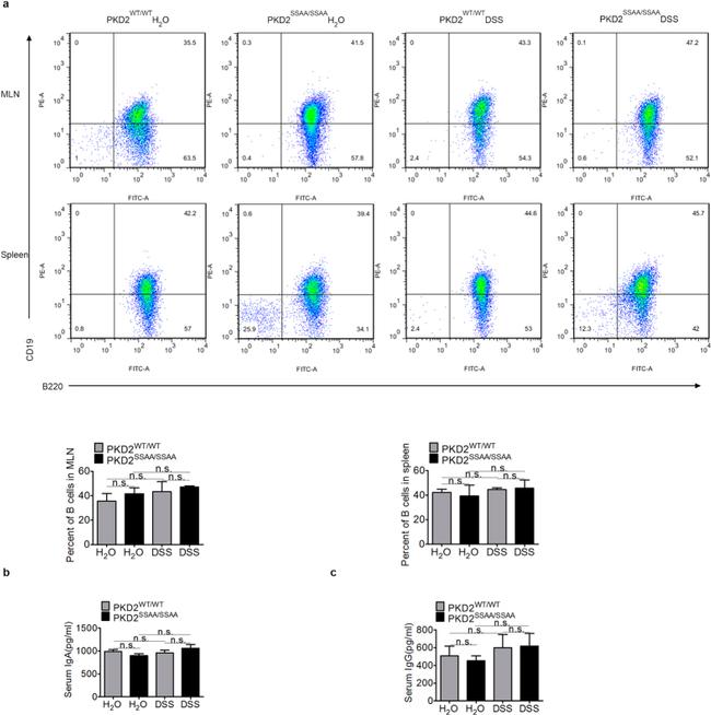 CD19 Antibody in Flow Cytometry (Flow)