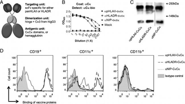 CD19 Antibody in Flow Cytometry (Flow)