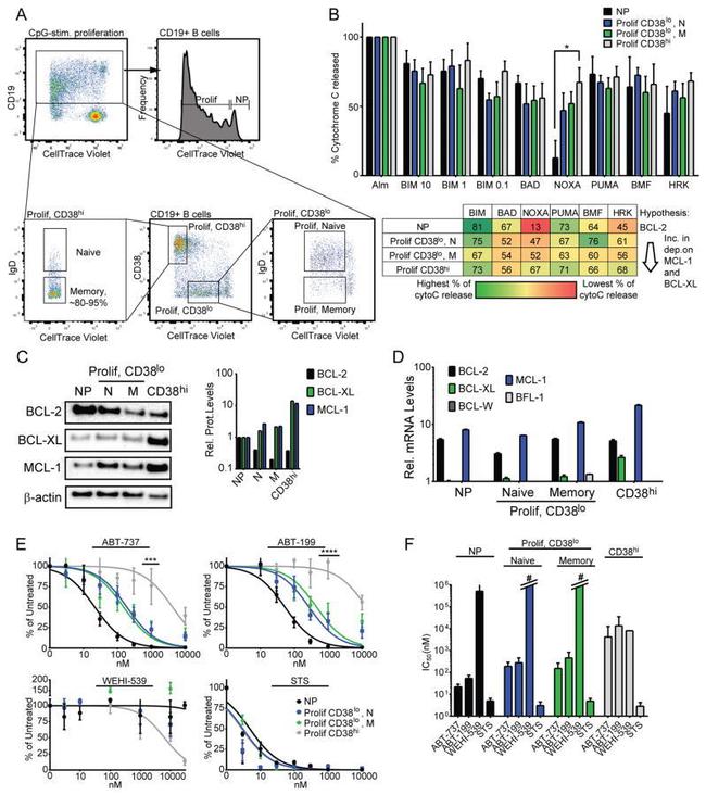 CD19 Antibody in Flow Cytometry (Flow)