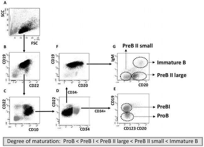 CD20 Antibody in Flow Cytometry (Flow)