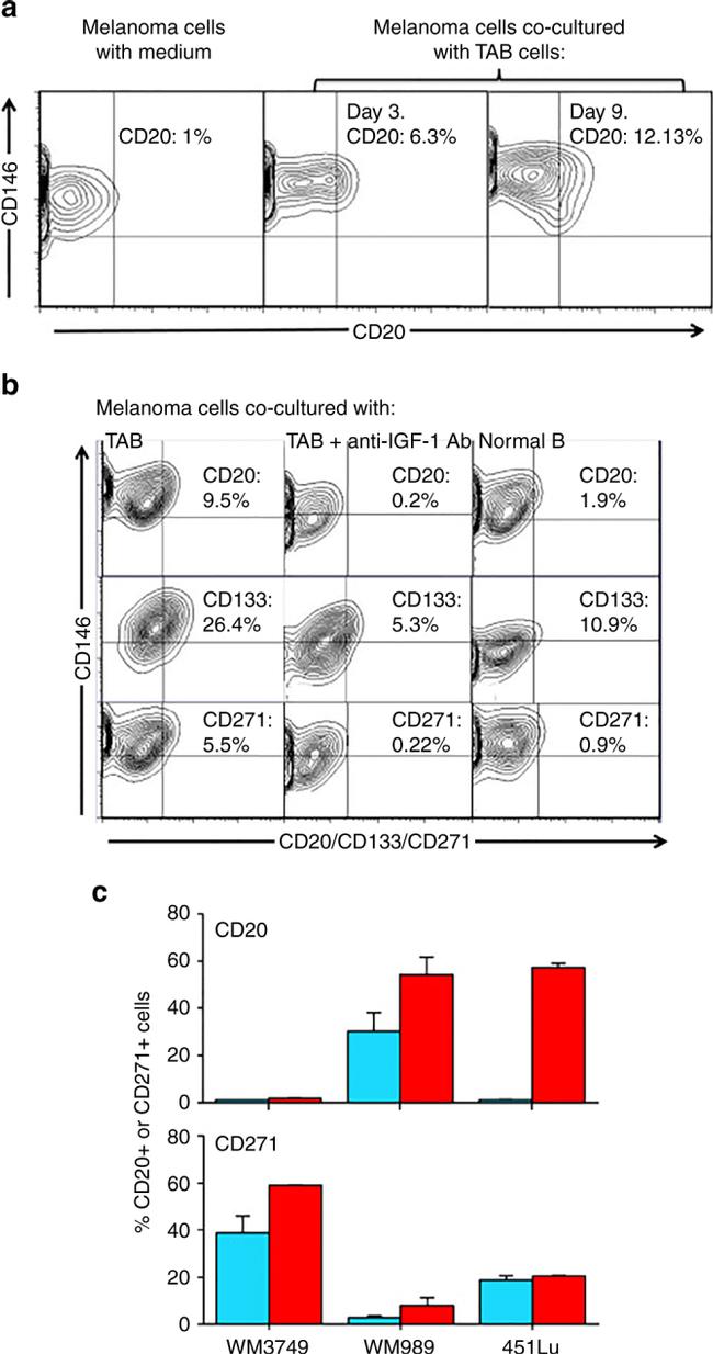 CD146 Antibody in Flow Cytometry (Flow)