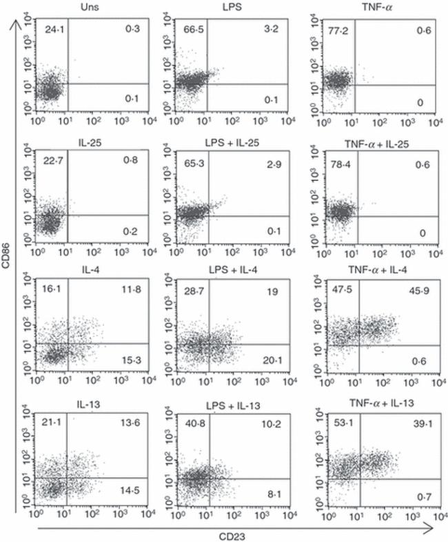 CD23 Antibody in Flow Cytometry (Flow)