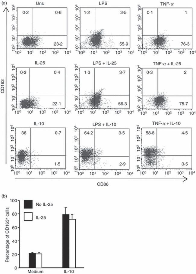 CD163 Antibody in Flow Cytometry (Flow)