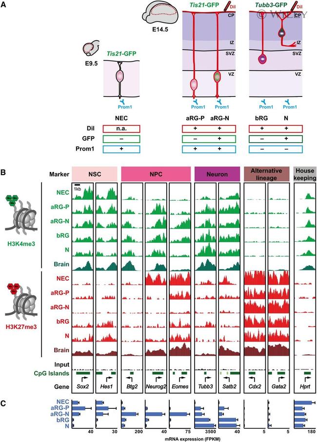 CD133 (Prominin-1) Antibody in Flow Cytometry (Flow)