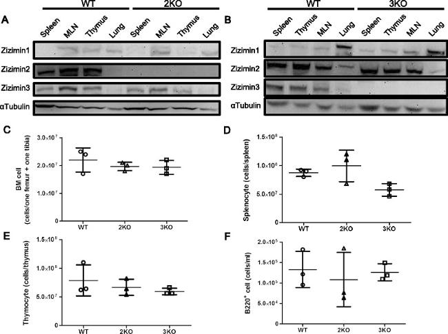 CD43 Antibody in Flow Cytometry (Flow)