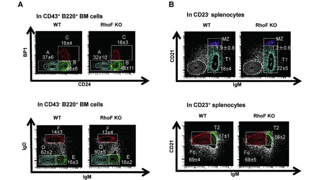 CD24 Antibody in Flow Cytometry (Flow)