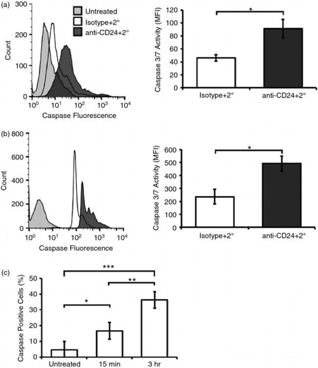 CD24 Antibody in Flow Cytometry (Flow)