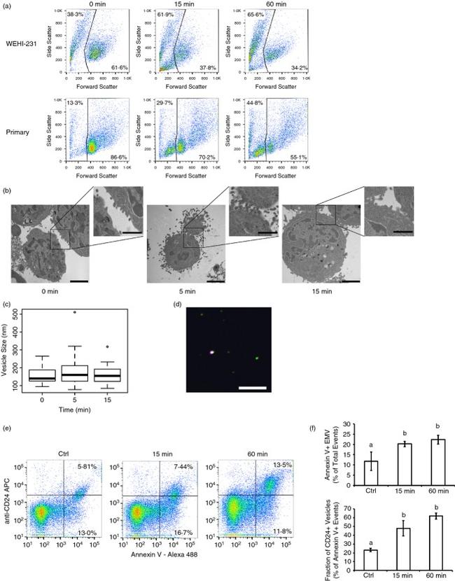 CD24 Antibody in Immunocytochemistry, Flow Cytometry (ICC/IF, Flow)