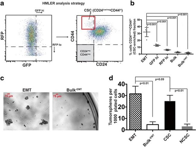 CD24 Antibody in Flow Cytometry (Flow)