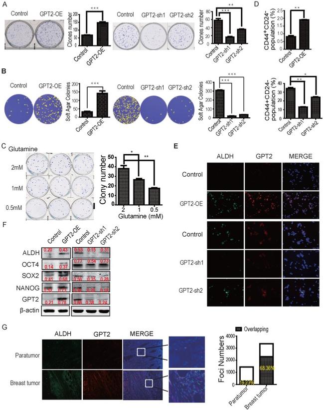 CD24 Antibody in Flow Cytometry (Flow)