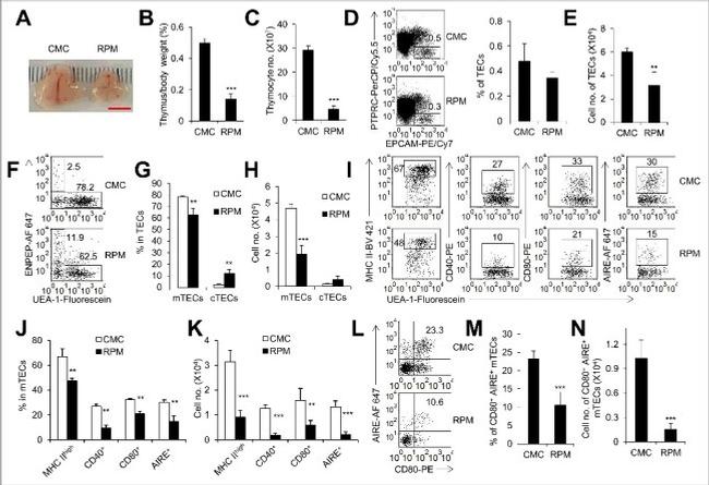 AIRE Antibody in Flow Cytometry (Flow)