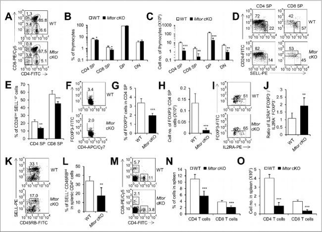 FOXP3 Antibody in Flow Cytometry (Flow)