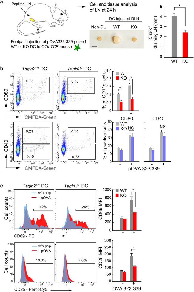 CD80 (B7-1) Antibody in Flow Cytometry (Flow)