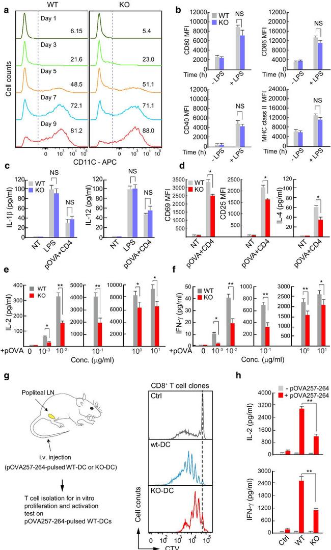 CD69 Antibody in Flow Cytometry (Flow)