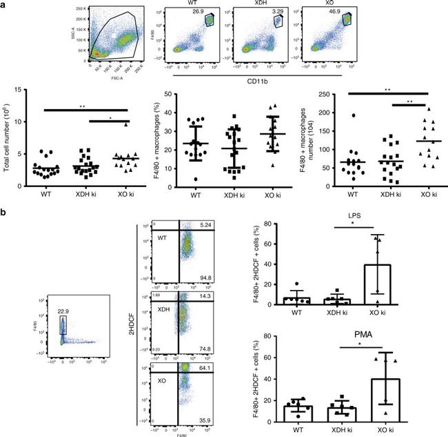 F4/80 Antibody in Flow Cytometry (Flow)