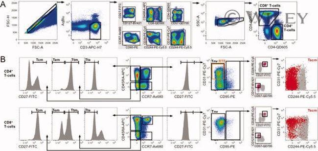 CD27 Antibody in Flow Cytometry (Flow)